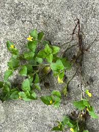 Image result for Calyptocarpus vialis