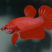 Betta fish (betta splendens) can be highly territorial and aggressive in small spaces but in larger tanks this can change. Betta Fish Available For Sale Petland Frisco Texas Pet Store