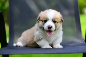 🇺🇦 🚗🚟✈️💓💓💛💙 dob 7.01.2025 Pedigree FCI/UKU