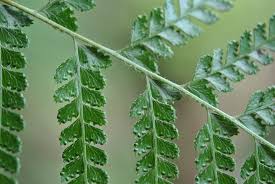 Image result for Microlepia