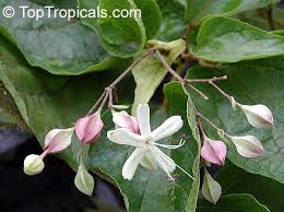 Image result for Clerodendrum ternatum