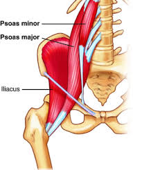 The gluteus maximus, gluteus minimus, and if you're a runner or are new to workouts or glute exercises in general, your gluteus medius muscle is. Free Your Hip Flexors And Activate Your Glutes And Core
