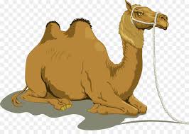 Cameltrain — a camel train is a series of camels carrying goods or passengers in a group as part of a regular or semi regular service between two points. Train Cartoon Png Download 1920 1327 Free Transparent Bactrian Camel Png Download Cleanpng Kisspng