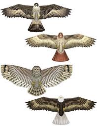 Birds Of Prey Animals Birds Of Prey Kite Birds Of Prey Animals Artwork Prey