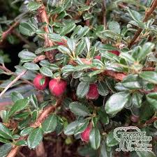 Image result for Cotoneaster microphyllus