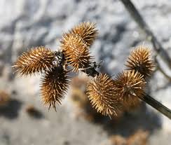 Image result for Xanthium