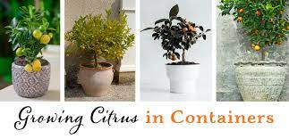 5 best citrus trees for containers (grow. How To Grow A Citrus Trees Containers Arizona Summerwinds