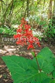 This plant prefers a sheltered location with cooler, moist soil. Clerodendrum Paniculatum Pagoda Flower Buy Seeds At Rarepalmseeds Com