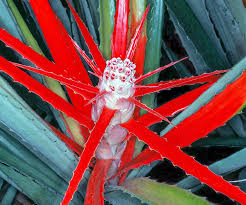 Image result for Bromeliaceae