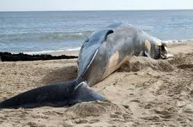Whale Shark (18 ft) landed at Chowpatty ...
