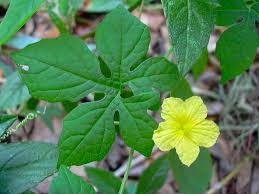 Image result for Momordica charantia