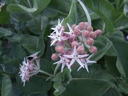 Image result for Kotschya speciosa