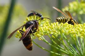 Une vidéo pour vous expliquer comment confectionner rapidement un piège à frelon asiatique. Comment Fabriquer Son Piege A Frelons
