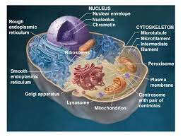 Rough Endoplasmic Reticulum Smooth Endoplasmic Reticulum Golgi Apparatus Lysosome Mitochondrion Centrosome With Pair Of Ce Umwelt