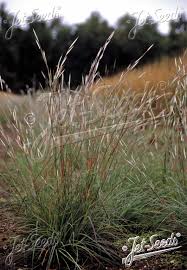 Image result for Andropogon schirensis