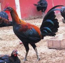 Saung ayam peru vs leiper. Download Gambar Ayam Peru Vina Gambar