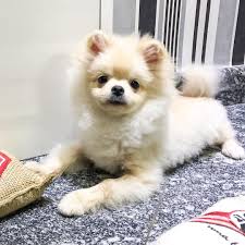 Boa Noite Good Night Max Boa Noite Good Night Max Bigpomfamily Pomeranian Boanoite Boy Spitz Baby Littlecrystal All Kopek
