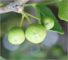 Image result for Toddalia crenulata