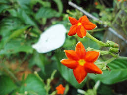 Image result for Mussaenda frondosa