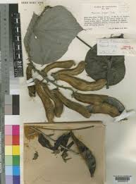 Image result for Mucuna poggei