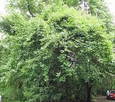 Image result for Catunaregam