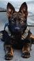 Silver Sable German Shepherd Puppies