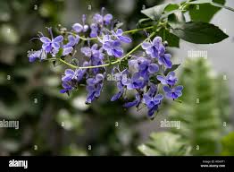 Image result for Rotheca