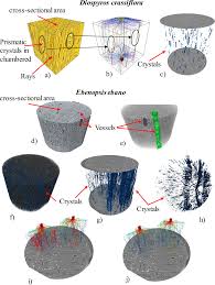 Image result for Diospyros crassiflora