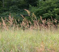 Image result for Sorghastrum nudipes