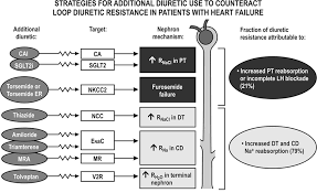 Image result for Loop Diuretic