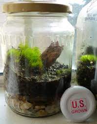 Maybe you would like to learn more about one of these? How To Make A Terrarium In A Jar Dengarden