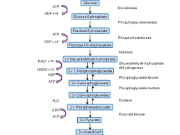 Describe The Steps Involved In Glycolysis Flow Chart Or