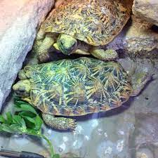 Pancake Tortoises Malacochersus Pancake Tortoise Pancake Tortoise Tortoises Turtle