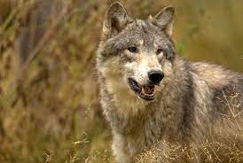 The Trump Administration Wants To Strip Gray Wolves Of Vital Endangered Species Protections Take Action Now Endangered Species Animals Of The World Animals