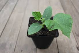 If you'd prefer to get a head start, however, you can. Zucchini Pod Easy Edible Gardening