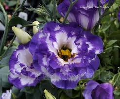 Image result for eustoma Balboa