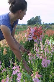 Pin On Growing Floret