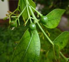 Image result for Kraussia floribunda