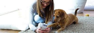 Check spelling or type a new query. Maddie S Pet Assistant Animal Shelter Foster App
