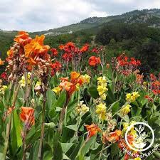 Image result for Canna