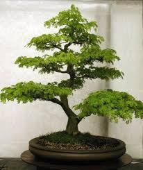 Brazilian Rain Tree Bonsai Typesofbonsaitrees Bonsai Tree Indoor Bonsai Tree Bonsai Trees For Sale