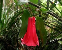 Lapageria Rosea Plants Tips On Growing Chilean Bellflowers Plant Care Lawn Care Bellflower