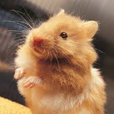 Hormonal imbalances can also cause your little furball to lose some hair. 23 Long Haired Hamsters Ideas Cute Hamsters Bear Hamster Long Haired Hamster