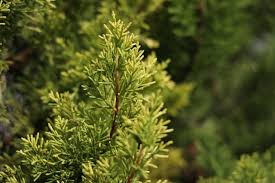 Image result for Cupressus macrocarpa