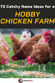 This sign has some good advice! 73 Catchy Name Ideas For A Hobby Chicken Farm