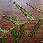 Image result for Lindsaea ensifolia