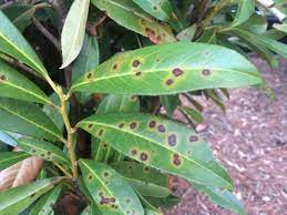 When planting cherry laurel, the soil should be deeply loose. Why Are There Holes In My Cheese Plant Pest Advisory