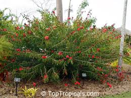 Image result for Calliandra haematocephala