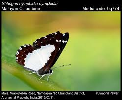 Image result for Nicolasia stenoptera