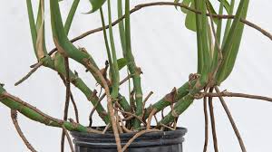 10 Interesting Monstera Facts You Didn T Know Before In 2020 Monstera Plants Monstera Deliciosa